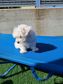 Maltese maschio di 75 giorni