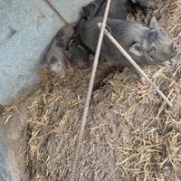 Maialini nani vietnamita