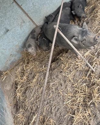 Maialini nani vietnamita