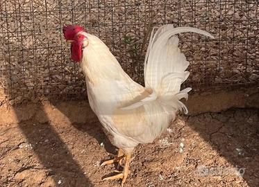 Gallo livornese bianco