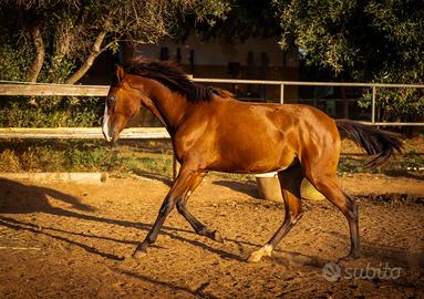 Lusitanan PSL ojos azul