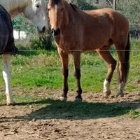 Cavallo Cruzado