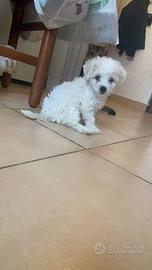 Cucciolo di maltese