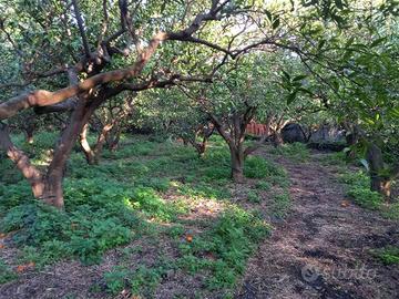 Rif.Terreno S. VEN.| terreno agricolo santa vener