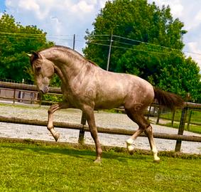 Cavallo Andaluso