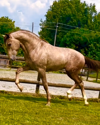 Cavallo Andaluso