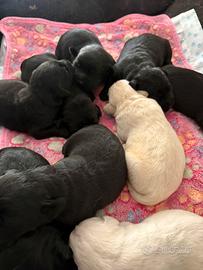 Cuccioli di Labrador