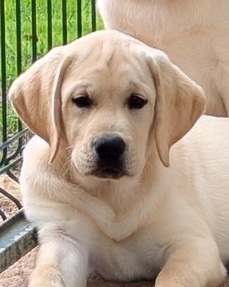 Cuccioli labrador gialli