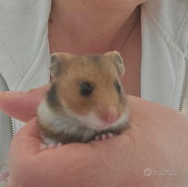 Cuccioli Criceti Dorati ( Siriani )