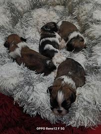 Cuccioli di Shih Tzu 1 femminuccia e 3 maschi