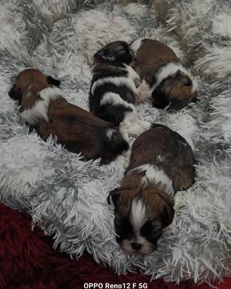 Cuccioli di Shih Tzu 1 femminuccia e 3 maschi