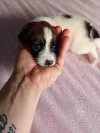 Jack Russell broken 