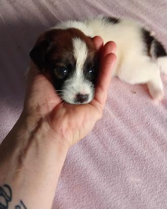Jack Russell broken 