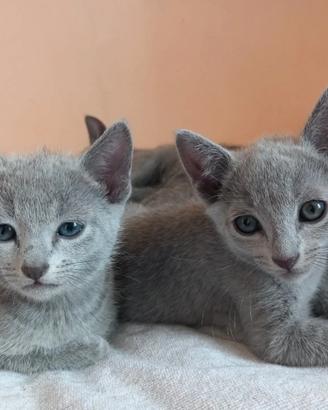 Cuccioli Blu di Russia pedigree ANFI