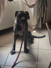 Cane corso