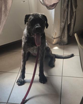 Cane corso