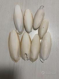 8 Ossi di Seppia Naturali 7-9 cm