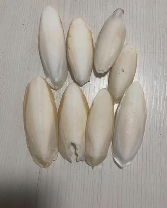 8 Ossi di Seppia Naturali 7-9 cm