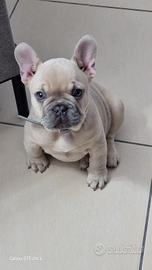 Bulldog francese