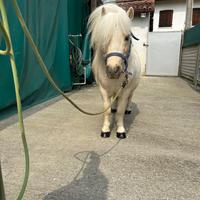 Mini pony stallone