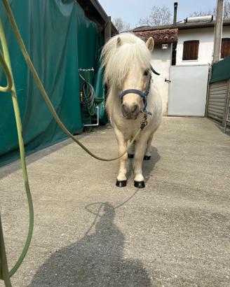 Mini pony stallone