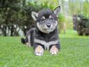 cucciola-di-shiba-inu-nero-focata