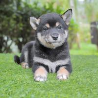 Cucciola di Shiba Inu Nero Focata