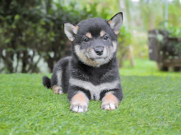 Cucciola di Shiba Inu Nero Focata