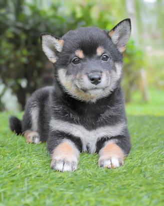 Cucciola di Shiba Inu Nero Focata