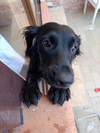 Cagnolina