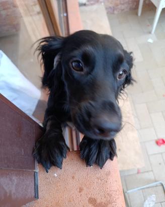 Cagnolina