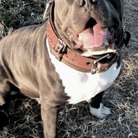 American bully xl xxl disponibile per monte