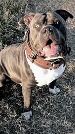 American bully xl xxl disponibile per monte