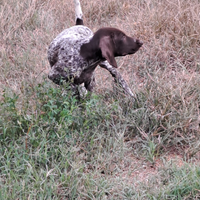 Bracco tedesco cuccioli kurzhaar cucciolo
