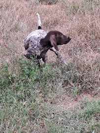 Bracco tedesco cuccioli kurzhaar cucciolo