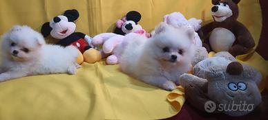 Spitz Pomerania bianco latte