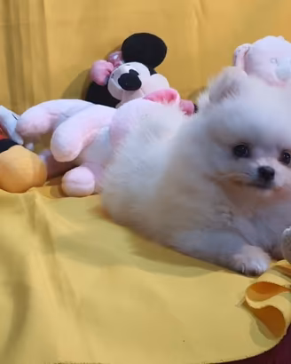 Spitz Pomerania bianco latte
