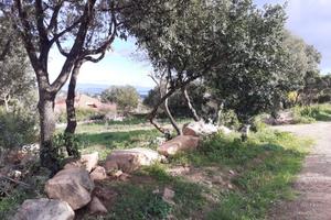 POGGIO DEI PINI TERRENO EDIFICABILE 1400 MQ