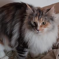 Maine coon