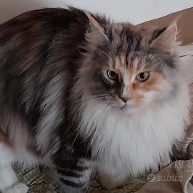 Maine coon
