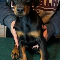 Cuccioli dobermann con pedigree
