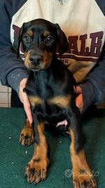 Cuccioli dobermann con pedigree