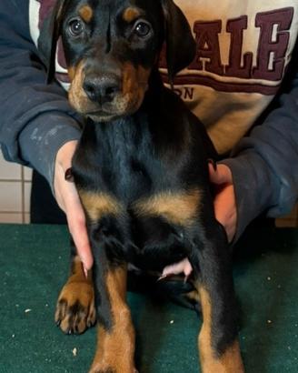 Cuccioli dobermann con pedigree