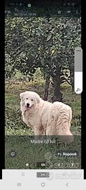 Pastore abruzzese linea Marsicana