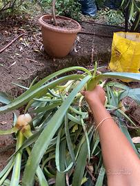 Aloe vera