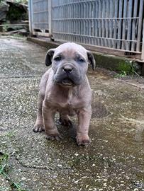 Cane Corso Alta Genealogia