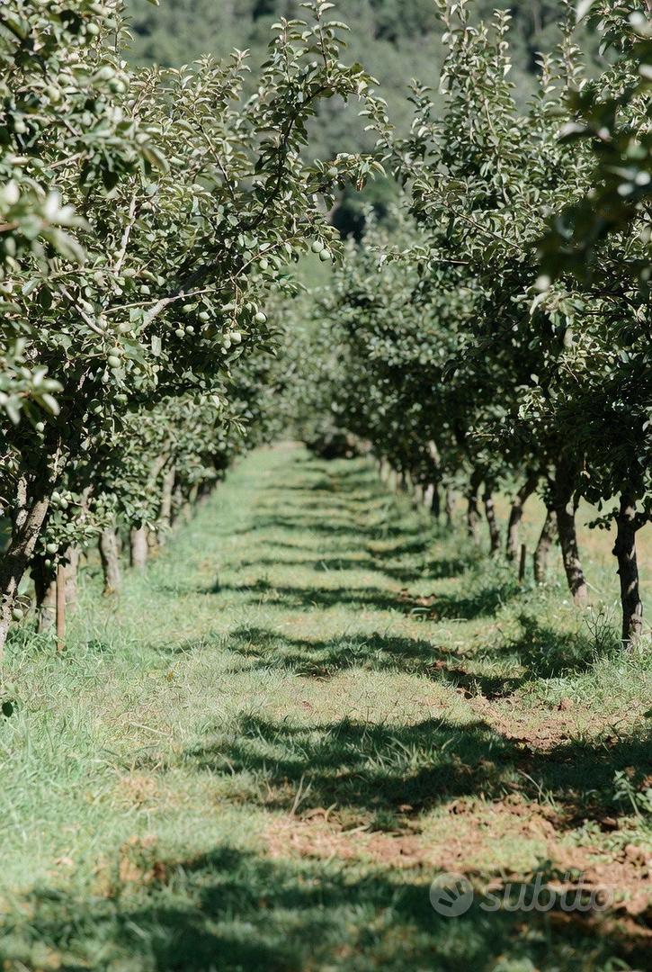 Quota Societaria con Terreno Agricolo - Vista 3