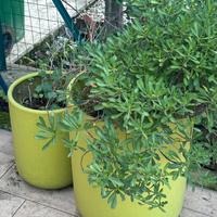 ampi vasi da giardino