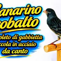 Canarino cobalto