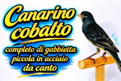 Canarino cobalto